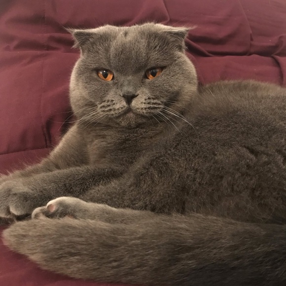 Meet your Posher, Serva - Picture 1 of 1